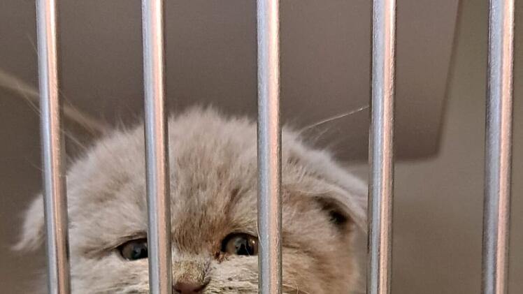 Tierheim Kulmbach ist genervt: Polizei greift 18 Katzen-Babys auf -  "mit Anfragen überschüttet"