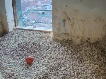 Nürnberg: Nachwuchs auf der Kaiserburg - Wanderfalken-Weibchen legt erstes Ei