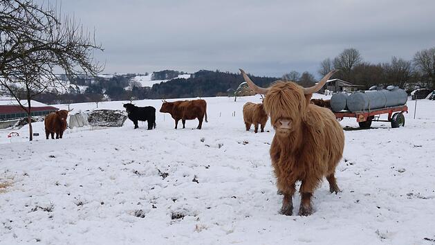 Schottische Hochlandrinder sind inzwischen auch in der Region heimisch, wie diese Highland Cattle-Herde in Unterleichtersbach. Foto: Rebecca Vogt