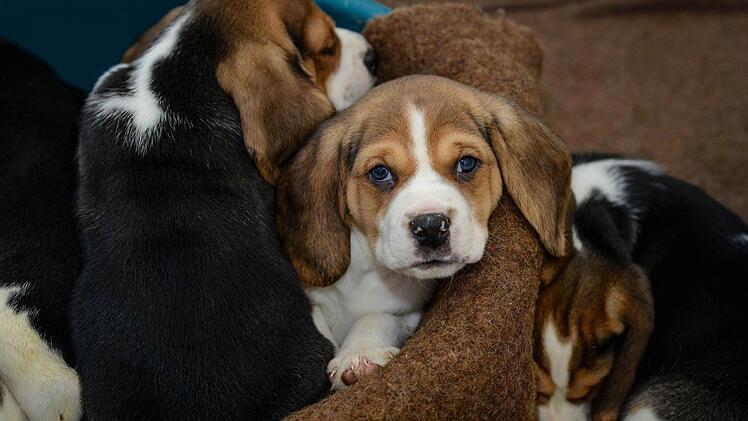 Beagle-Welpen, die aus einem Tiertransporter gerettet wurden, ruhen sich am 04.03.2014 in einem Tierheim in Nürnberg (Bayern) aus. Zollbeamte haben in Nürnberg einen Welpentransport aus Osteuropa überprüft und 77 Tiere sichergestellt. Foto: David Ebener/dpa
