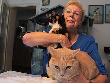 Isabella Gröger mit "Rambo" Cherry (vorne) und Kaiserin Sissi  Foto: infranken.de