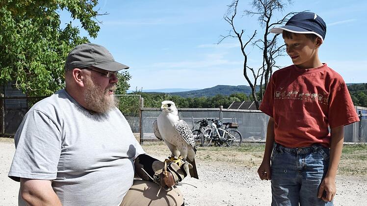 Falkner Berthold Popp hatte einen Gerfalken dabei.  Foto: Dieter Radziej
