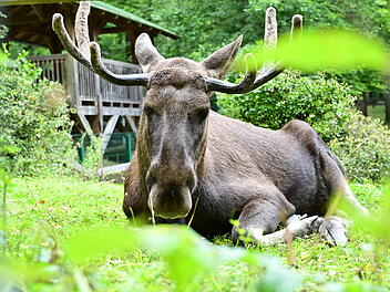 Elch im Wildpark Schweinfurt an den Eichen &ndash; beliebte Attraktion zum 60-j&auml;hrigen Jubil&auml;um 2026