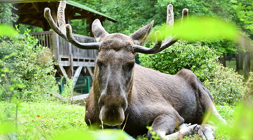Elch im Wildpark Schweinfurt an den Eichen &ndash; beliebte Attraktion zum 60-j&auml;hrigen Jubil&auml;um 2026