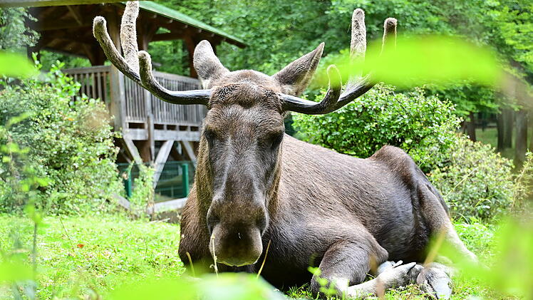 Elch im Wildpark Schweinfurt an den Eichen &ndash; beliebte Attraktion zum 60-j&auml;hrigen Jubil&auml;um 2026