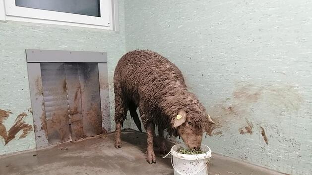 In Unterfranken wurde ein Schaf aus einer misslichen Lage befreit. Foto: Britta Merkel