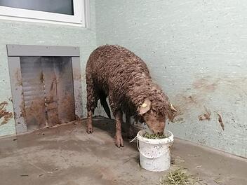 In Unterfranken wurde ein Schaf aus einer misslichen Lage befreit. Foto: Britta Merkel