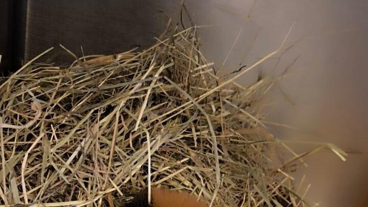 Tierheim Nürnberg: "Zehn Minuten später war sie tot"