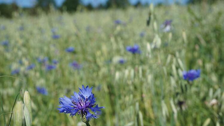 Kornblumen haben sich in diesem Jahr besonders stark ausgebreitet. Marion Eckert