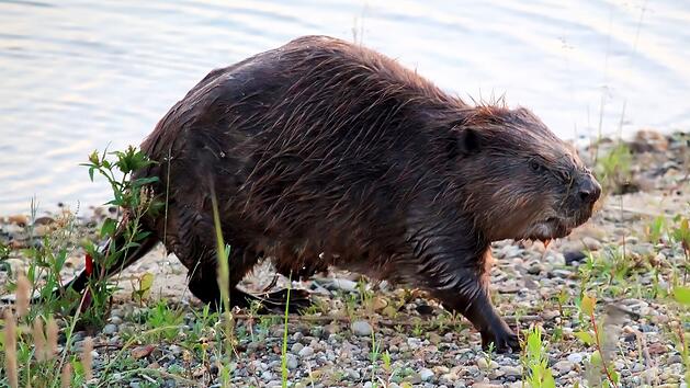 Aiwanger ruft zu Abschuss von Problem-Bibern auf: "Antr&auml;ge stellen"