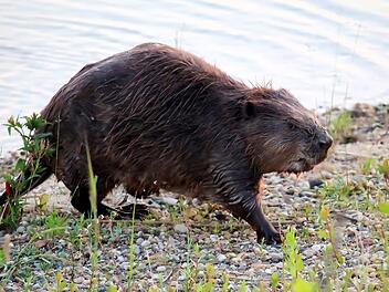 Aiwanger ruft zu Abschuss von Problem-Bibern auf: "Anträge stellen"