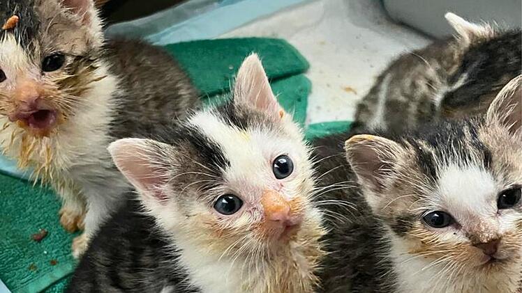 Katzenhilfe Würzburg sendet Hilferuf: "Uns geht der Ar… auf Grundeis"