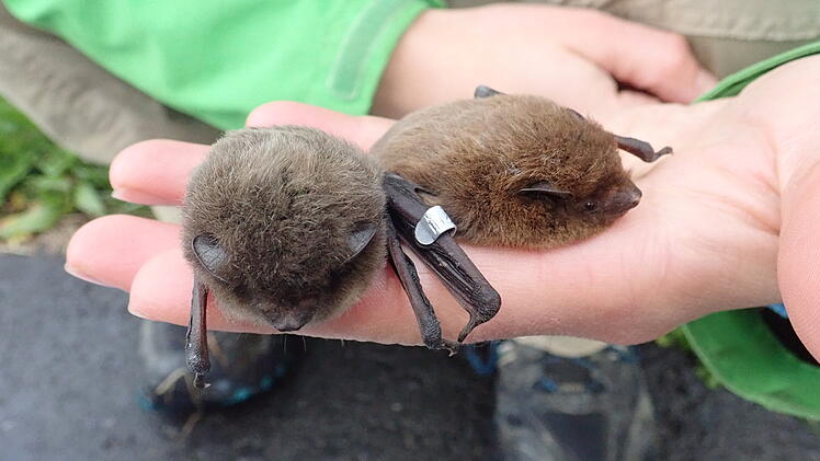 Bamberg: Hier markiert und im Spreewald gefunden - Flederm&auml;use "pendeln" zwischen Bundesl&auml;ndern