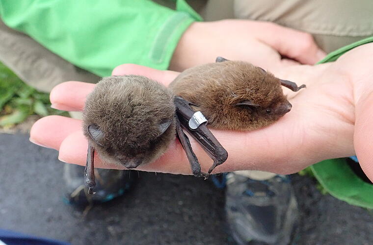 Bamberger Fledermäuse im Spreewald gefunden - Tiere "pendeln" zwischen Bundesländern