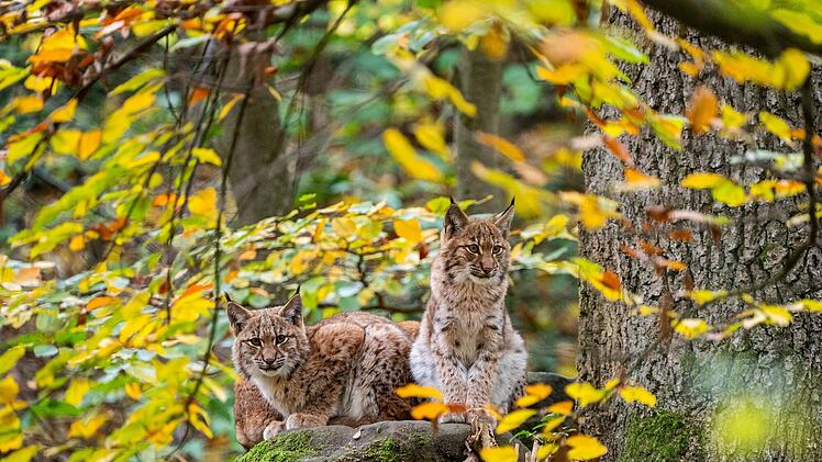 Herbstferienaktion: Freier Eintritt f&uuml;r Kinder im Tiergarten N&uuml;rnberg