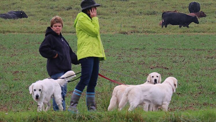 Farblicher Kontrast der Golden Retriever zum schwarzen Rind.