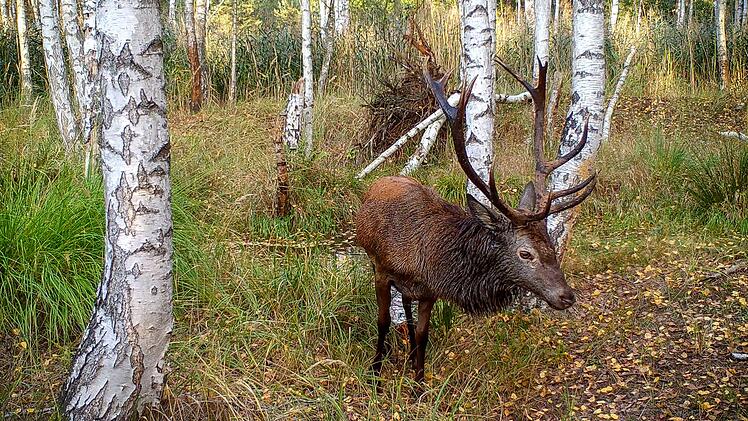 Die Brunft verlangt den Hirschen viel Kraft ab, was sie zu einem leichteren Ziel f&uuml;r Raubtiere macht.