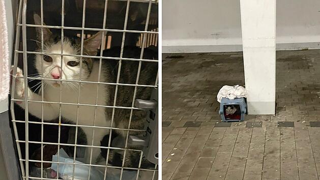 Tierheim Roth entsetzt nach Kater-Fund: "Bleibt nicht nur mir die Spucke weg"