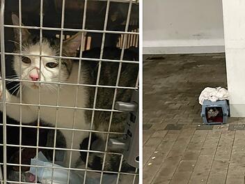 Tierheim Roth entsetzt nach Kater-Fund: "Bleibt nicht nur mir die Spucke weg"