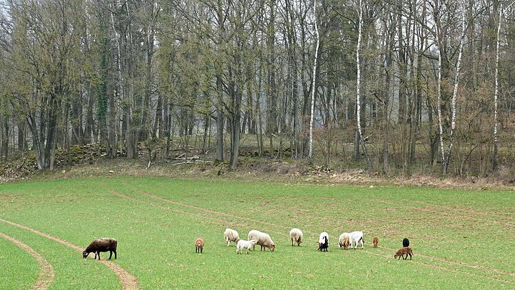 Die Herde &auml;rgert die Landwirte. Foto: Adriane Lochner
