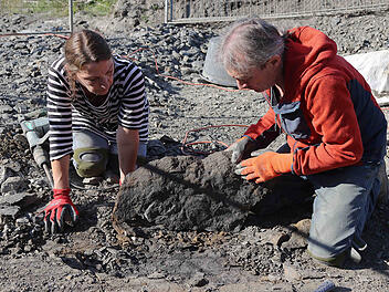 Riesen-Saurier in Oberfranken ausgegraben - er schwamm verletzt durchs Meer