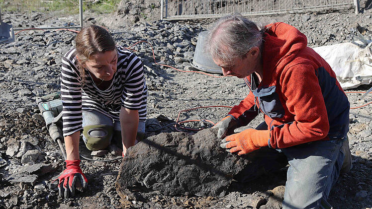 Riesen-Saurier in Oberfranken ausgegraben - es schwamm verletzt durchs Meer