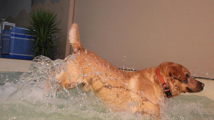 Sam hat sichtlich Spaß im Wasser.  Foto: Diana Fuchs