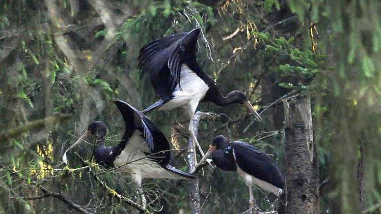 So sehen Schwarzstörche aus - diese hier verbrachten den Sommer im Wald zwischen Ebersdorf bei Coburg und Lichtenfels. Foto: Konrad Weichert