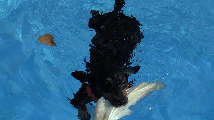 Die Dackel-Dame "Cilli vom Frankenland" hat im Wasser ihre Feder erfolgreich verteidigt.C. Licha