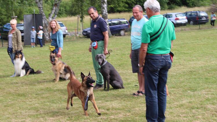 Ab durch die Gasse: Dieser Schäferhund zeigt, dass er sich nicht von anderen Hunden irritieren lässt.