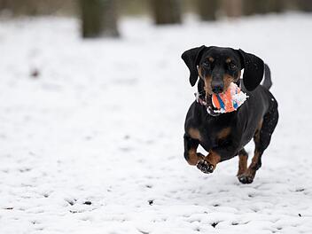 Herzogenaurach: Dackel l&auml;uft auf Autobahn - Mutter f&auml;ngt Vierbeiner ein