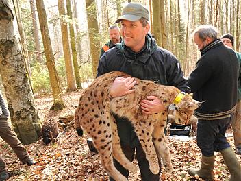 Dr. Marco Heurich trägt einen der seltenen Luchse auf dem Arm.  Foto: Weingarth