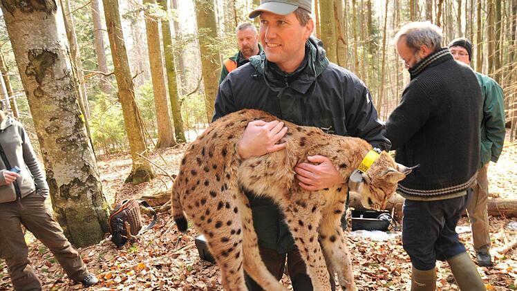 Dr. Marco Heurich trägt einen der seltenen Luchse auf dem Arm.  Foto: Weingarth