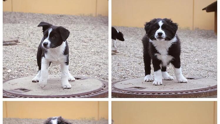 Tierheim Nürnberg: "Kein Hund für jedermann" - Außergewöhnliche Mischlingswelpen suchen Zuhause