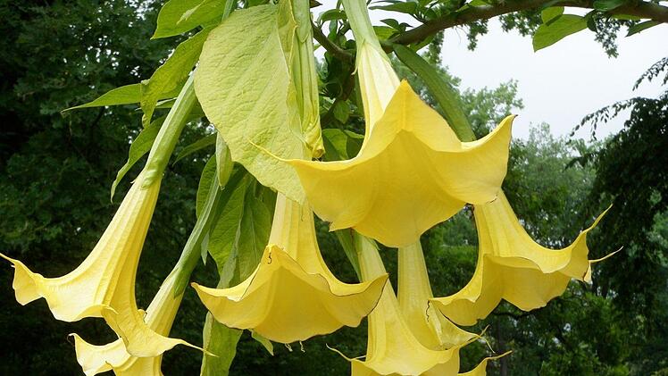 Welche Blumen können nach den kalten Winter wieder ins Freie? Und auf was achtete man am besten beim Kauf der Blumen? Das erfährst du hier. Symbolbild:GARDNBABBA/pixabay.com