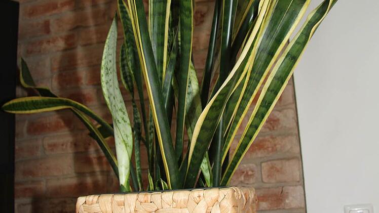 Jeder Blumenhocker hat andere Füßchen - solche Kleinigkeiten sind für Bauerschmidt ein Spiel ohne Grenzen. Foto: Sonja Adam