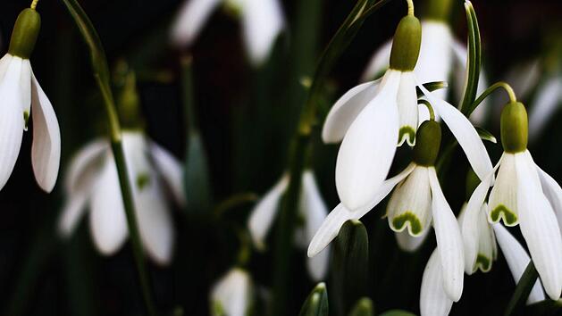 Für Schneeglöckchen hat die Pflanzzeit bereits begonnen. Bild: Lea Schreiber