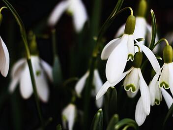 Für Schneeglöckchen hat die Pflanzzeit bereits begonnen. Bild: Lea Schreiber
