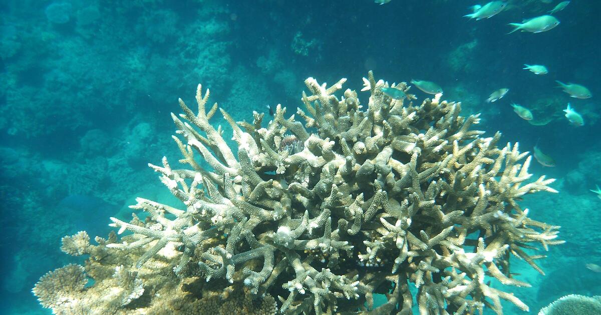 Klimabericht-zeichnet-d-stere-Zukunft-f-r-Australien