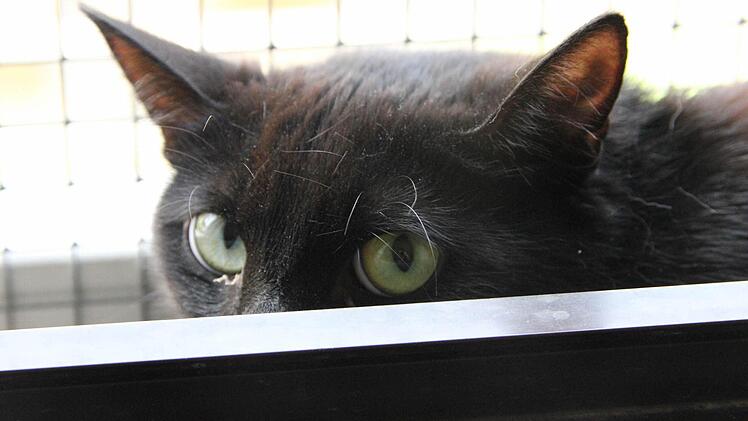 Shadow, die Schüchterne