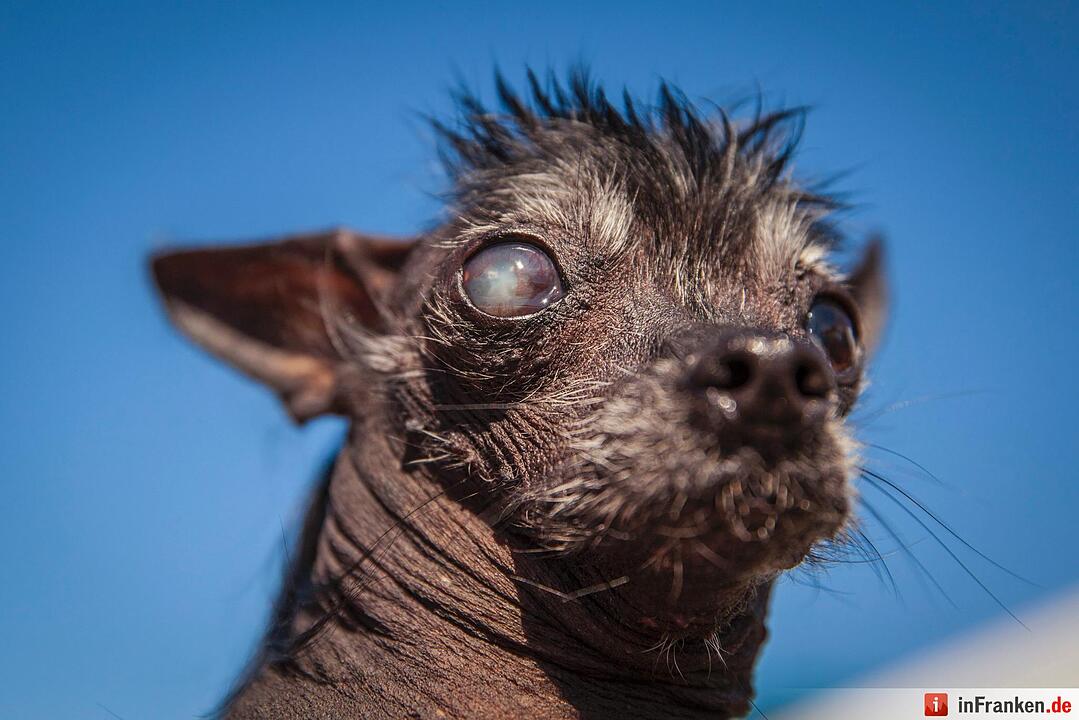 2016 World's Ugliest Dog Contest in California