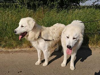 Tierheim Haßberge: Hunde Knut und Yeti bei RTL-Show "Die Unvermittelbaren" mit Martin Rütter