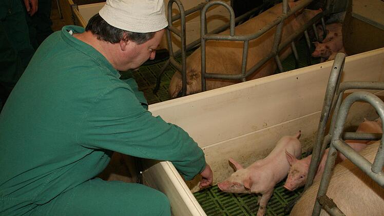 Besucher im Stall sind aus Hygienegründen selten, aber die Neugier der Ferkel ist stärker als die erste Scheu.