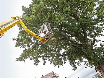 Eine Fachfirma schnitt am Dienstag die rund 150 Jahre alte Eiche so aus, dass vorerst keine Gefahr mehr von ihr ausgeht. Foto: Matthias Hoch