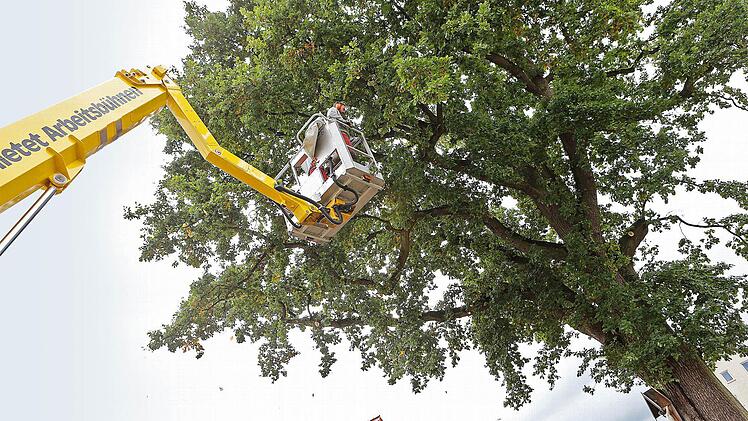 Eine Fachfirma schnitt am Dienstag die rund 150 Jahre alte Eiche so aus, dass vorerst keine Gefahr mehr von ihr ausgeht. Foto: Matthias Hoch
