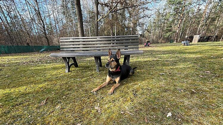 Tierheim Nürnberg: Dreimal wurde sein Hundeherz gebrochen - Harry sucht wieder ein neues Zuhause
