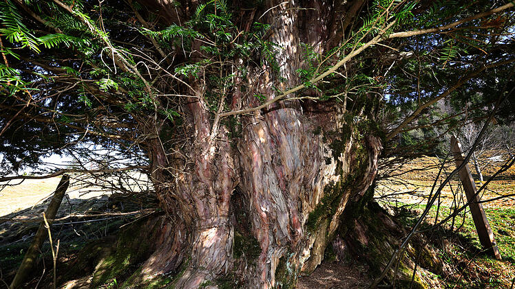 Alte Eibe im Allg&auml;u - m&ouml;glicherweise &auml;ltester Baum Deutschlands