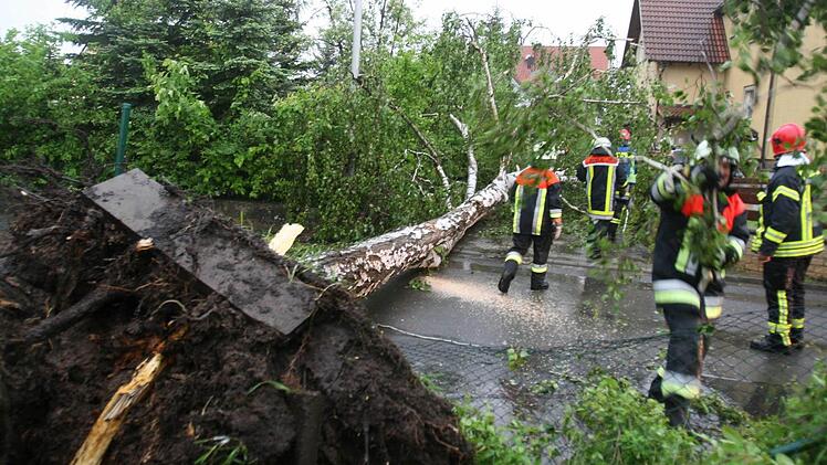 In Michelau entwurzelte das Unwetter am Pfingstsonntag eine zwölf Meter hohe Birke. Foto: Stefan Johannes