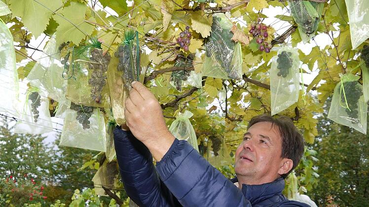 Geschützter Genuss: Kreisfachberater Thomas Neder muss erst den Organzabeutel öffnen, um an die Trauben am Wein-Pergel im Lehrgarten des Kreisverbandes für Gartenbau und Landespflege zu kommen. Gerade die frühen Traubensorten gedeihen im Coburger Land inzwischen prächtig. Fotos: Berthold Köhler