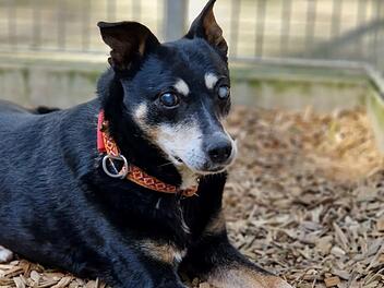 Tierheim Würzburg: Schweres Schicksal für Hund Jentl - "verstehen die ungerechte Welt nicht"